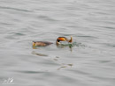 Great Crested Grebe - Perkoz Dwuczuby